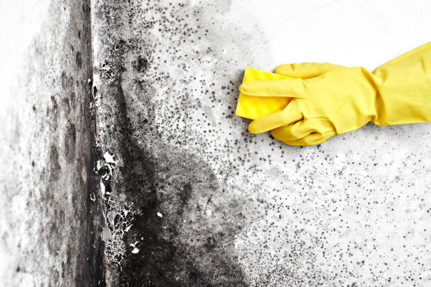 Best Forensic Mold Investigation  in Ash Flat, AR