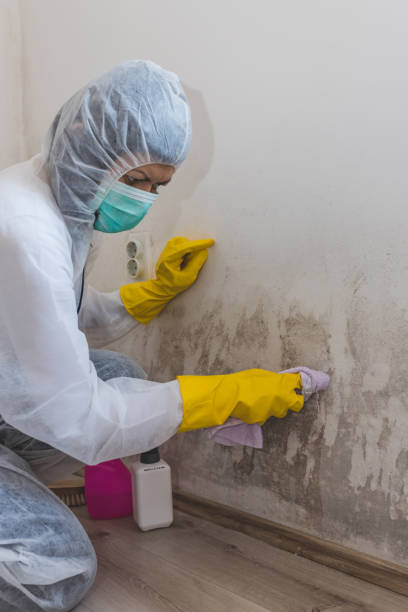 Best Post-Construction Mold Inspection  in Ash Flat, AR