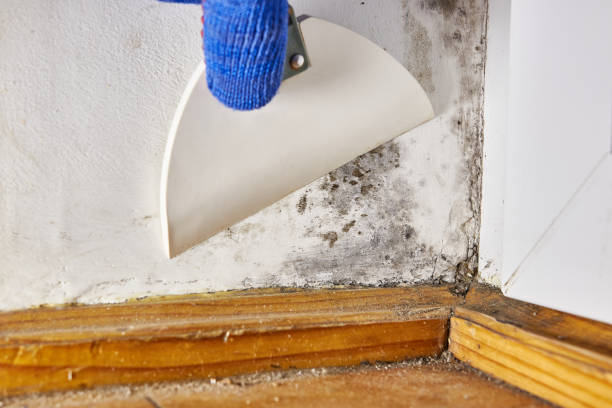 Best Industrial Mold Remediation  in Ash Flat, AR